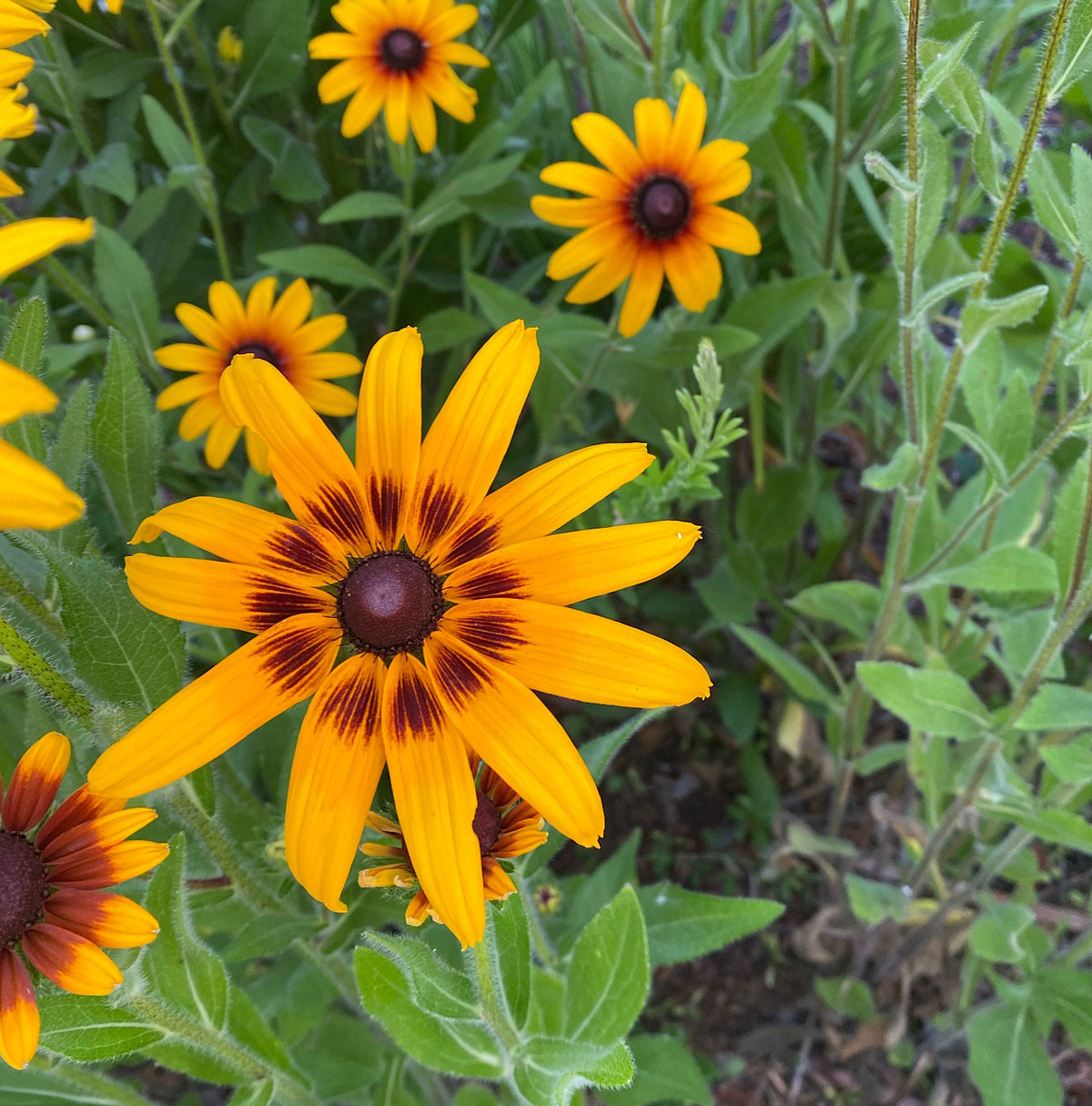 Gloriosa Daisy Seeds | Giant Bi-Color Blooms | Hardy Perennial