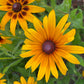 Gloriosa Daisy Seeds | Giant Bi-Color Blooms | Hardy Perennial