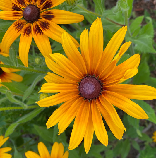 Gloriosa Daisy Seeds | Giant Bi-Color Blooms | Hardy Perennial