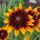 Gloriosa Daisy Seeds | Giant Bi-Color Blooms | Hardy Perennial