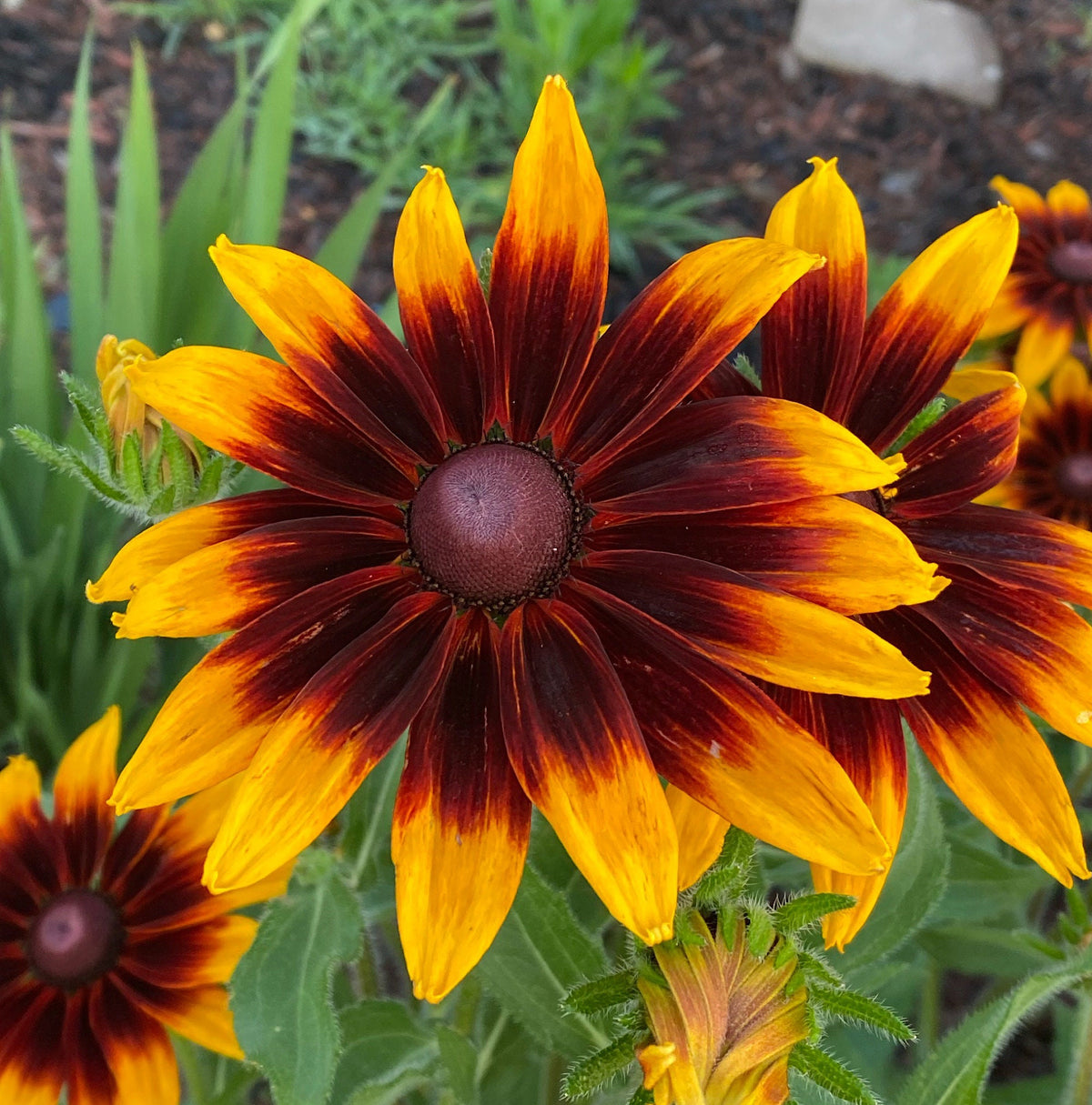 Gloriosa Daisy Seeds | Giant Bi-Color Blooms | Hardy Perennial