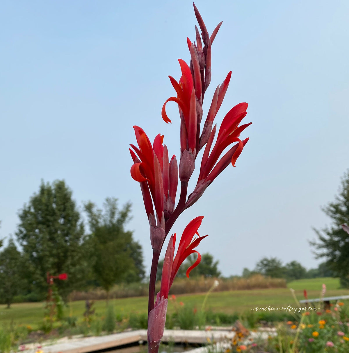 Giant Canna Musifolia Lily Seed Pack