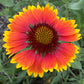 Blanket Flower Seeds | Gaillardia | Hardy, Long-Blooming Perennial