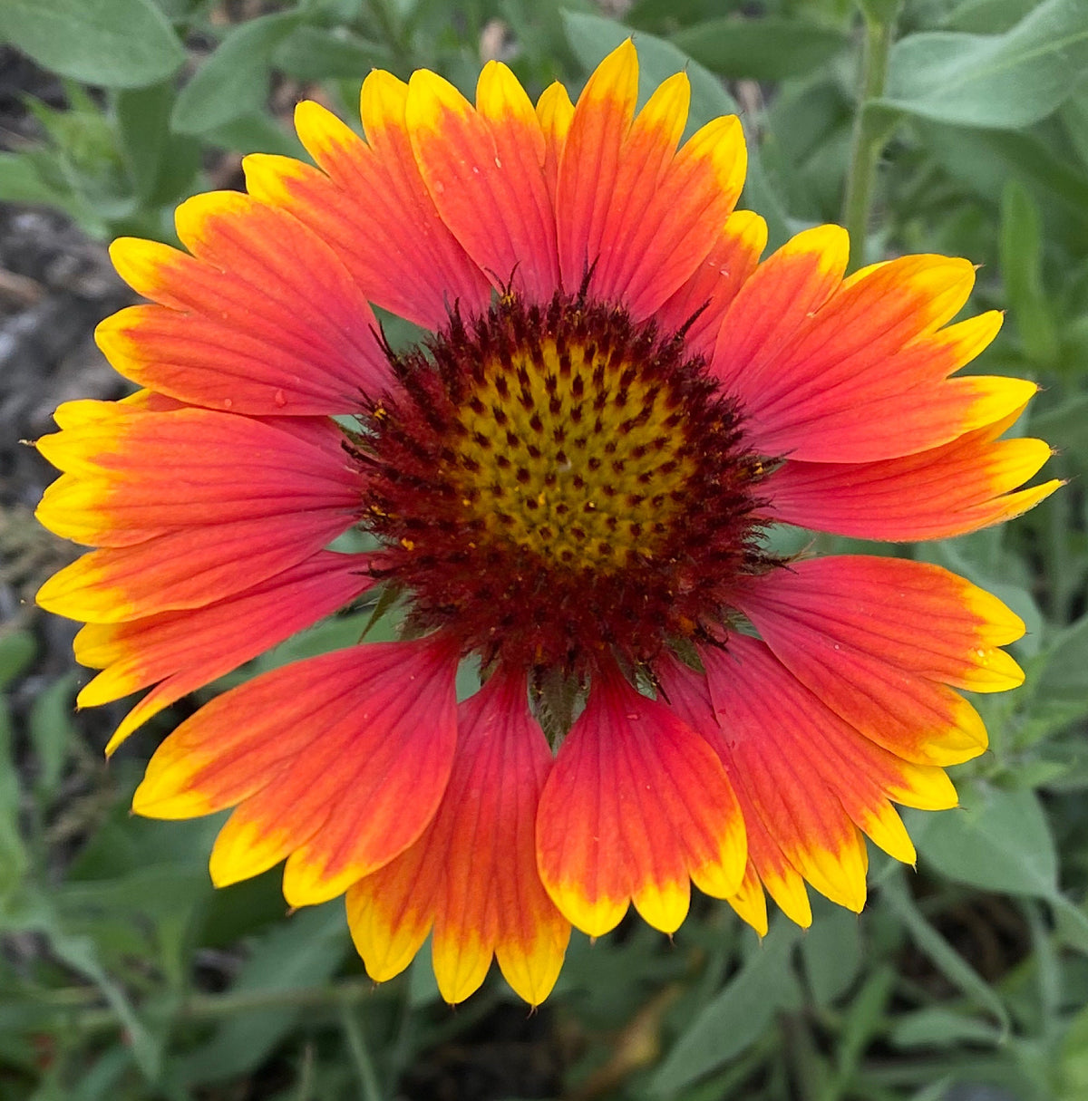 Blanket Flower Seeds | Gaillardia | Hardy, Long-Blooming Perennial