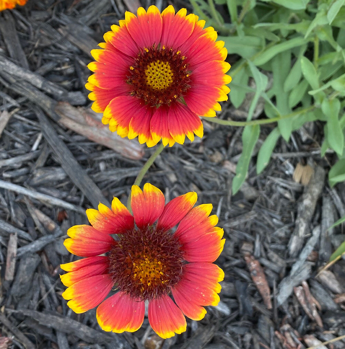 Blanket Flower Seeds | Gaillardia | Hardy, Long-Blooming Perennial