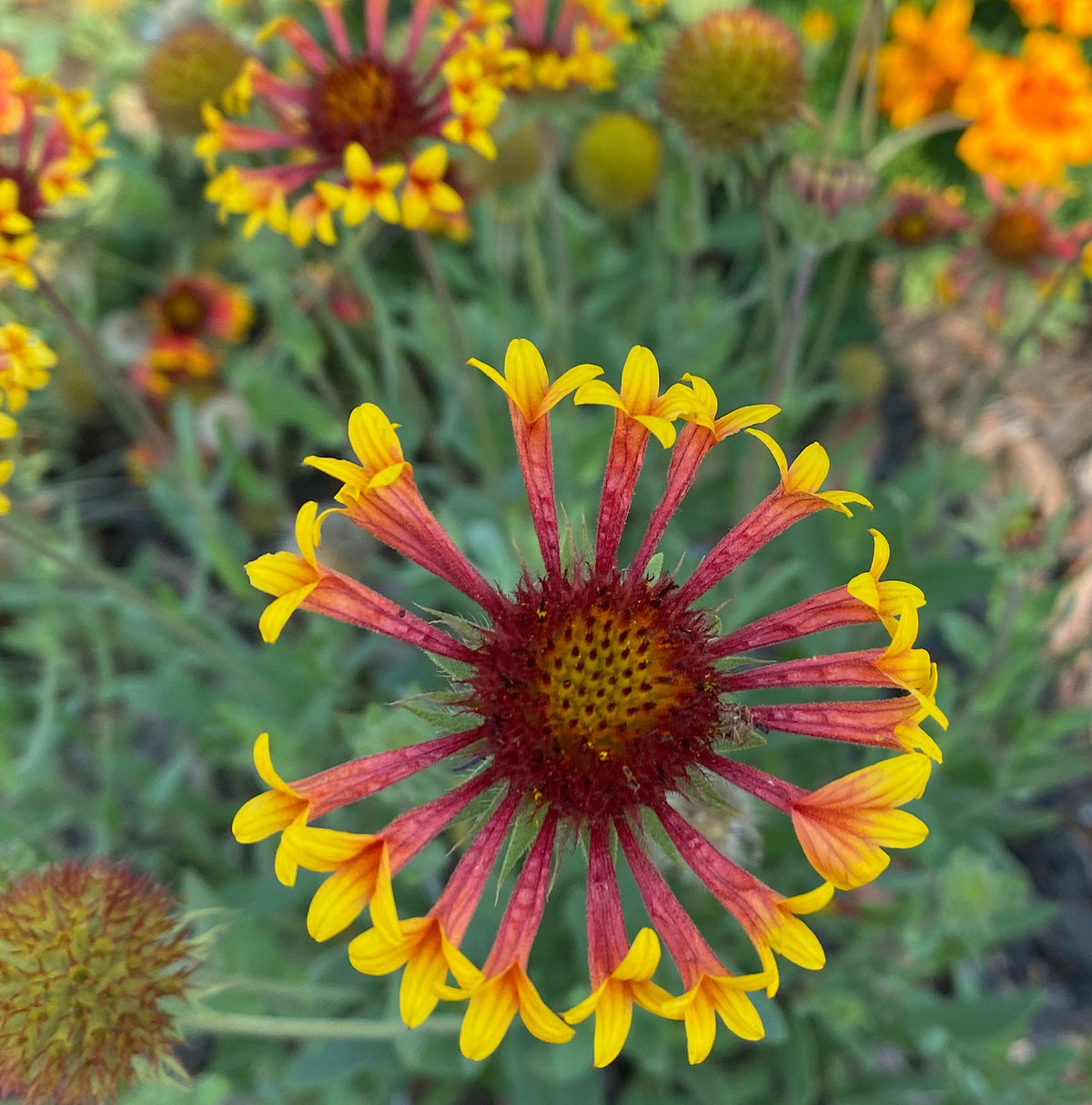 Blanket Flower Seeds | Gaillardia | Hardy, Long-Blooming Perennial