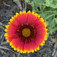 Blanket Flower Seeds | Gaillardia | Hardy, Long-Blooming Perennial