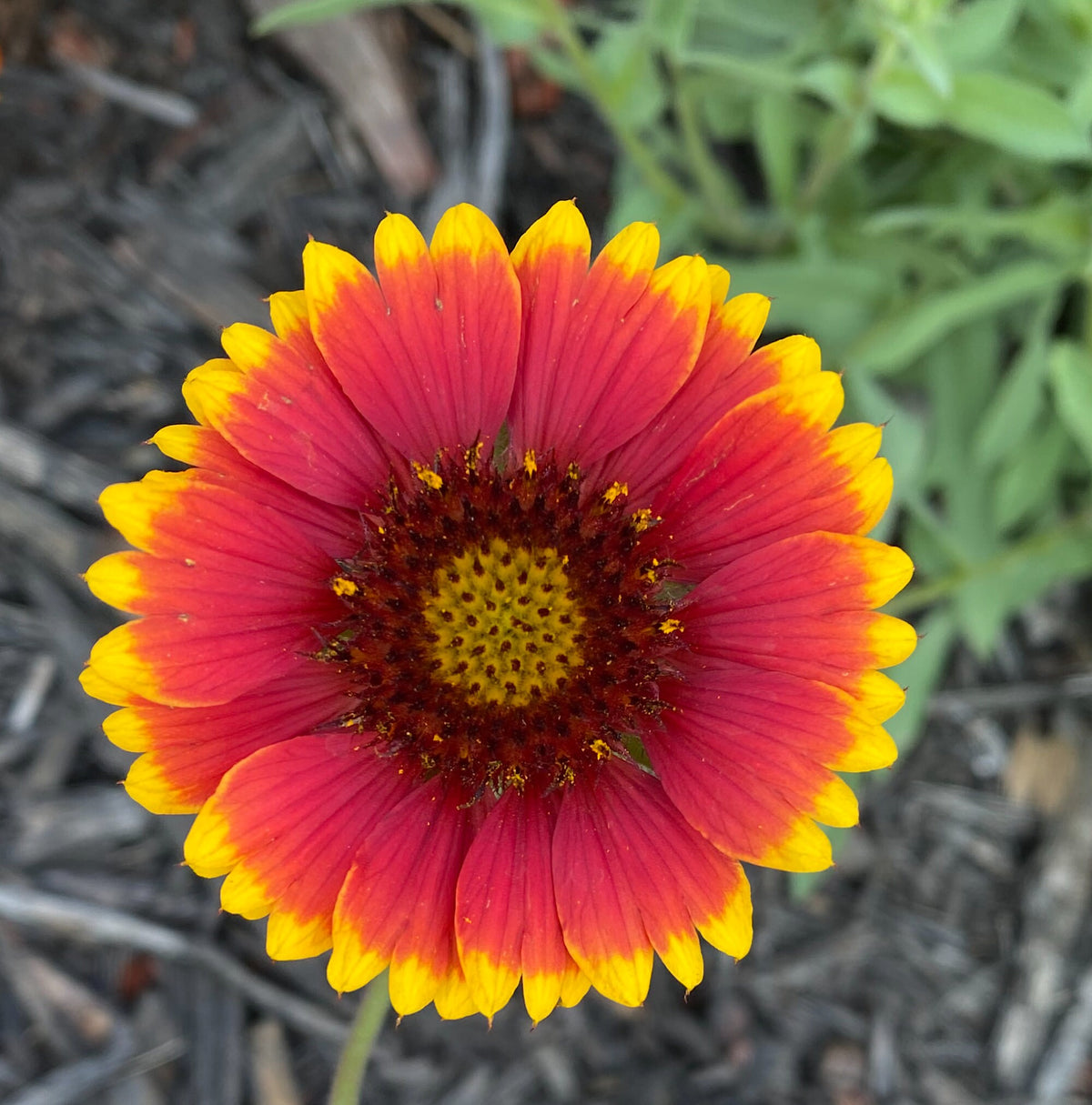 Blanket Flower Seeds | Gaillardia | Hardy, Long-Blooming Perennial