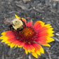 Blanket Flower Seeds | Gaillardia | Hardy, Long-Blooming Perennial