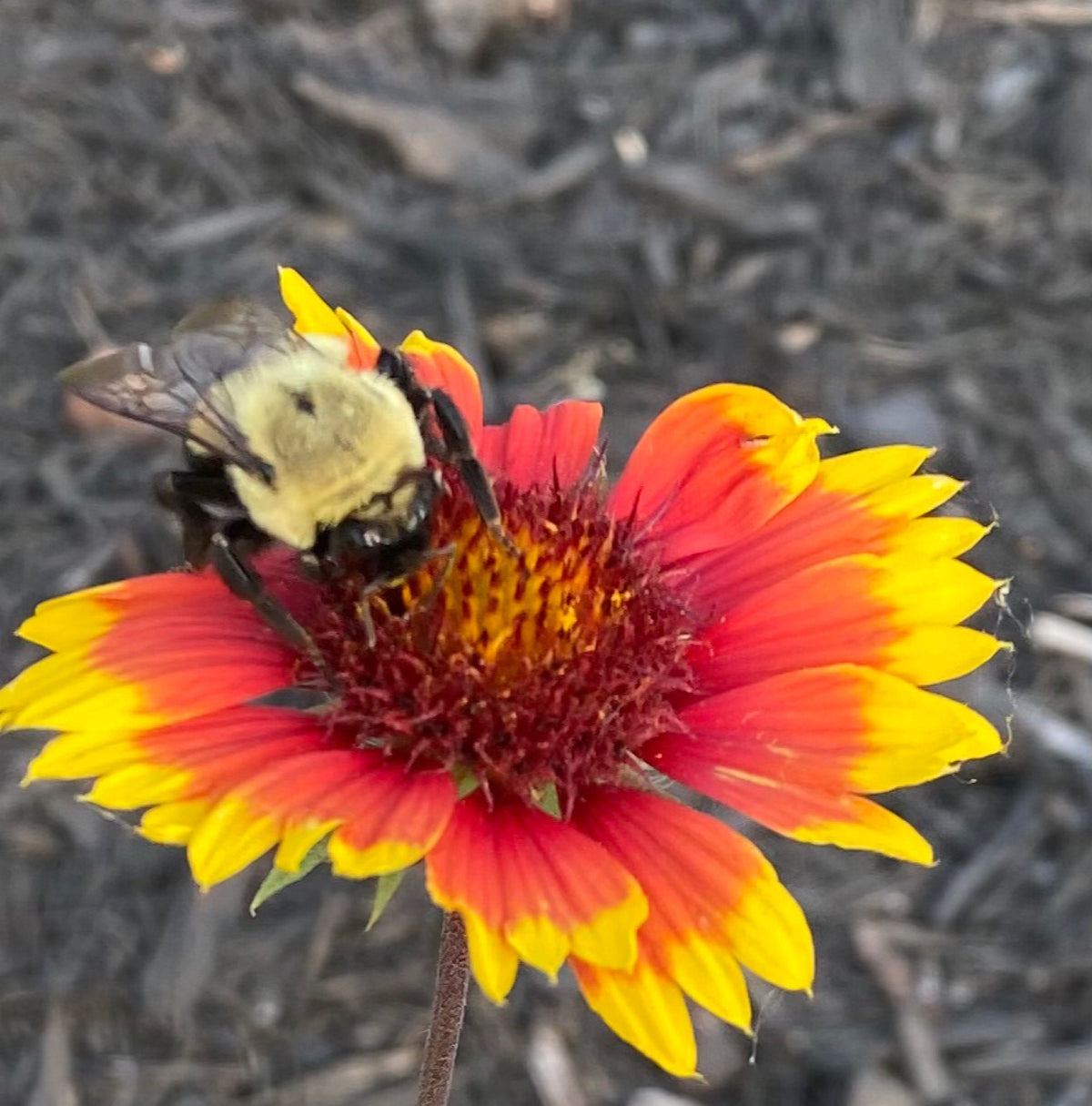 Blanket Flower Seeds | Gaillardia | Hardy, Long-Blooming Perennial