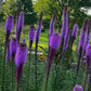 Blazing Star Seeds – 100+ Seeds | Purple Liatris Perennial | Butterfly & Pollinator Favorite