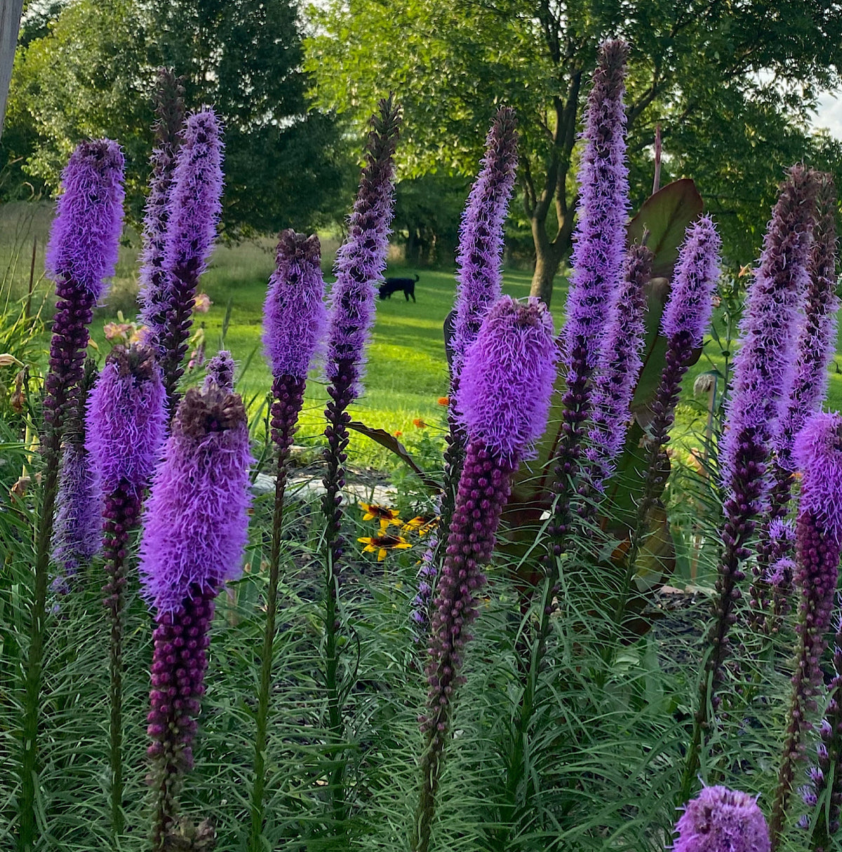 Blazing Star Seeds – 100+ Seeds | Purple Liatris Perennial | Butterfly & Pollinator Favorite