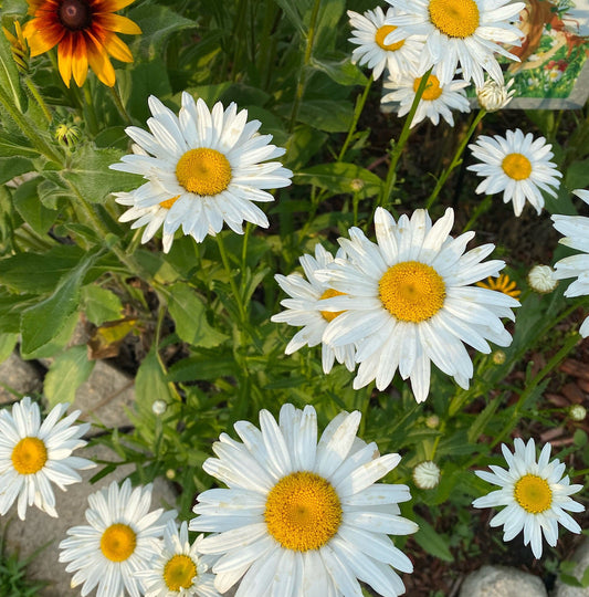 Shasta Daisy Perennial Seed | Classic White Blooms | Hardy & Easy to Grow