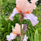 Blush Pink Ruffled Bearded Iris – 1 Live Fan