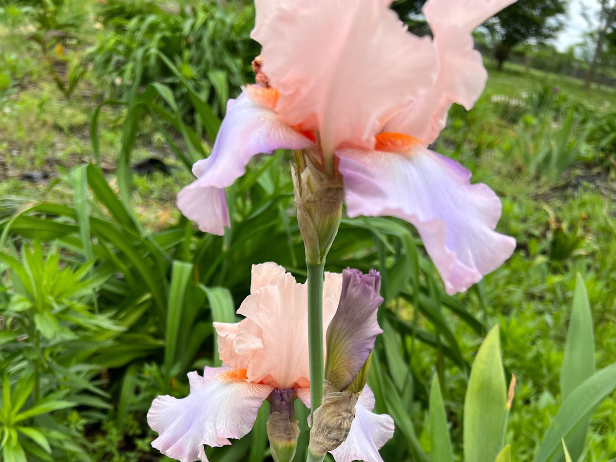 Blush Pink Ruffled Bearded Iris – 1 Live Fan