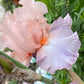 Blush Pink Ruffled Bearded Iris – 1 Live Fan