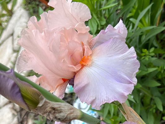 Blush Pink Ruffled Bearded Iris – 1 Live Fan