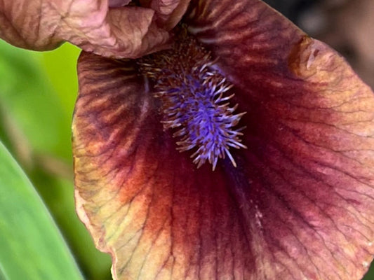 Dwarf Bearded Iris Live Plant - Petite Perennial
