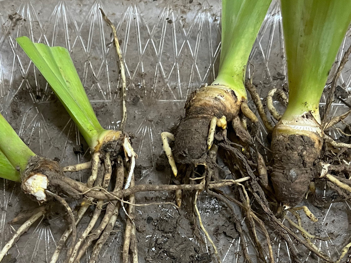 Bearded Iris Live Plant Fan