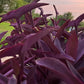 Purple Heart Plant – 3 Fresh Cuttings | Vibrant Purple Foliage