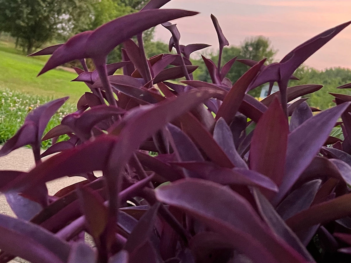 Purple Heart Plant – 3 Fresh Cuttings | Vibrant Purple Foliage