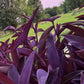 Purple Heart Plant – 3 Fresh Cuttings | Vibrant Purple Foliage