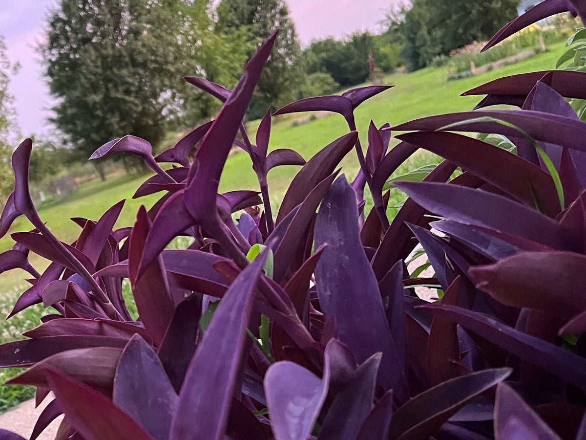 Purple Heart Plant – 3 Fresh Cuttings | Vibrant Purple Foliage
