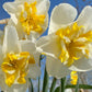 Daffodil 4 Bulb Mix