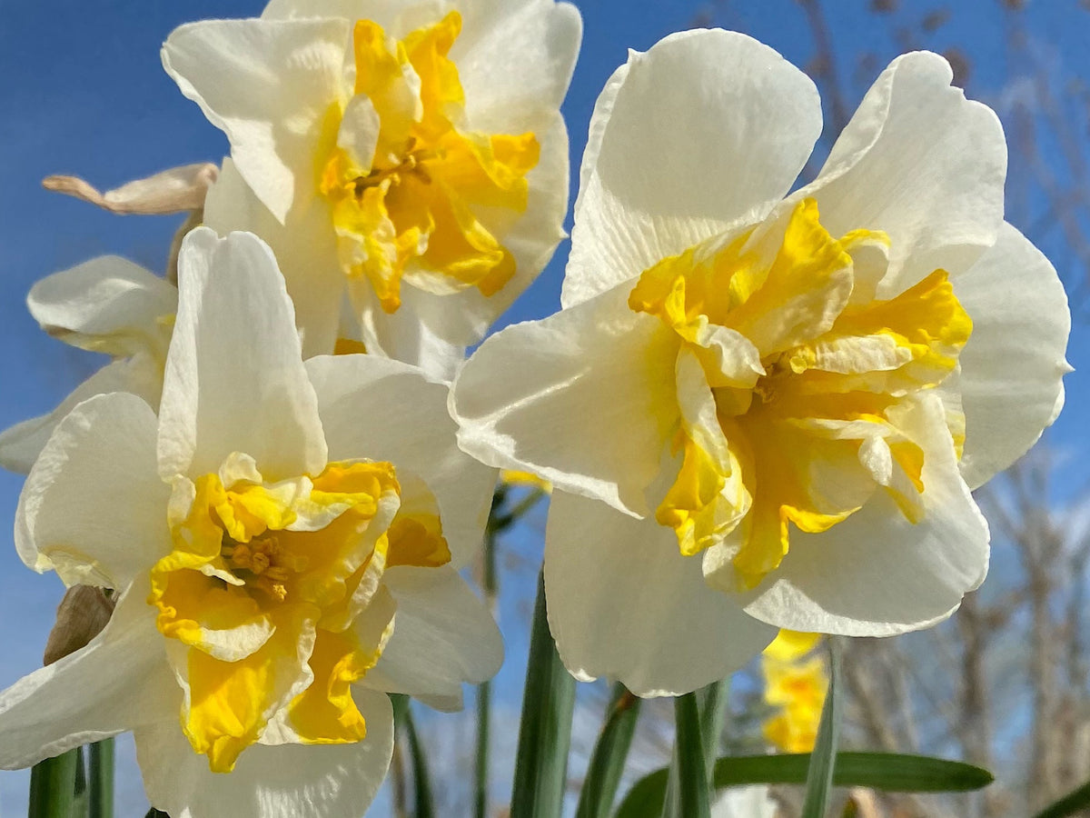 Daffodil 4 Bulb Mix