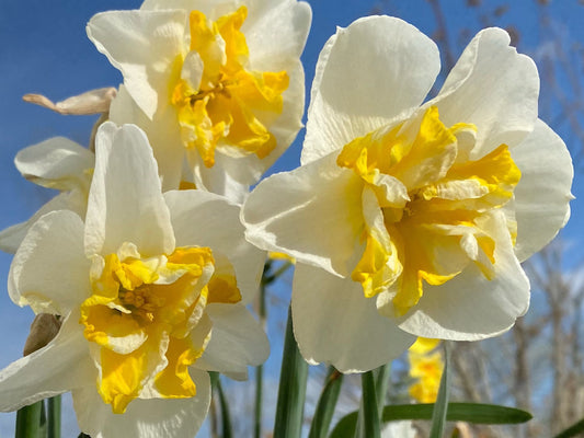 Daffodil 4 Bulb Mix