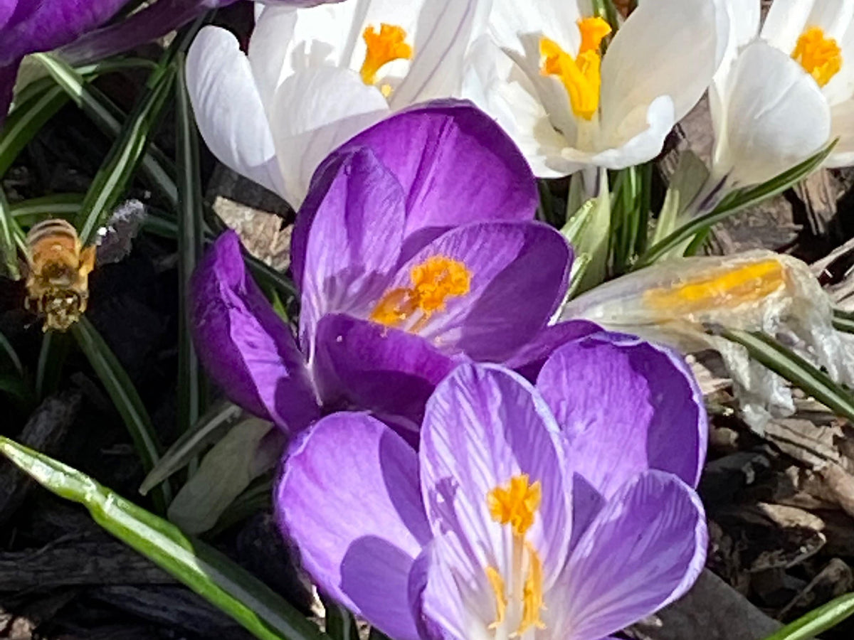 Crocus Bulbs – Early Spring Bloom Mix-6 Pack