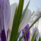 Crocus Bulbs – Early Spring Bloom Mix-6 Pack