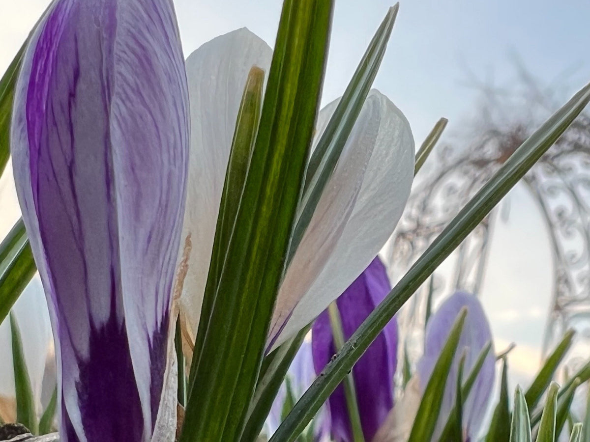 Crocus Bulbs – Early Spring Bloom Mix-6 Pack