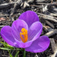 Crocus Bulbs – Early Spring Bloom Mix-6 Pack