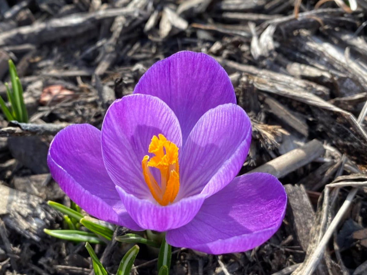 Crocus Bulbs – Early Spring Bloom Mix-6 Pack