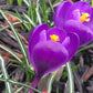 Crocus Bulbs – Early Spring Bloom Mix-6 Pack