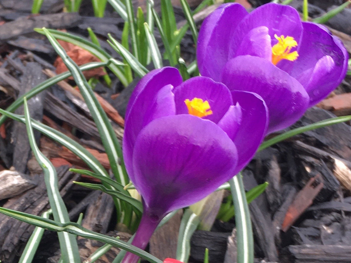 Crocus Bulbs – Early Spring Bloom Mix-6 Pack