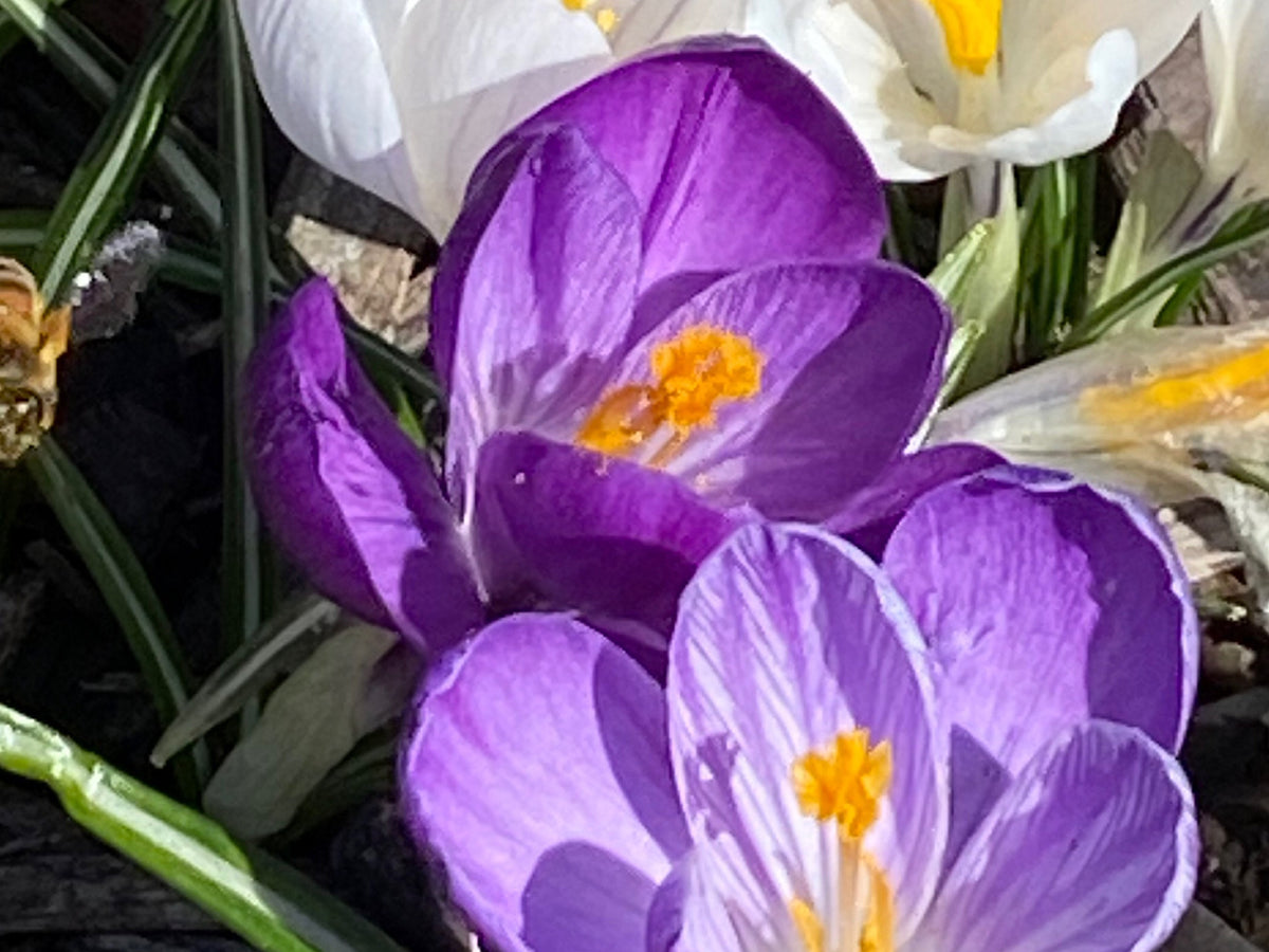 Crocus Bulbs – Early Spring Bloom Mix-6 Pack