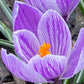 Crocus Bulbs – Early Spring Bloom Mix-6 Pack