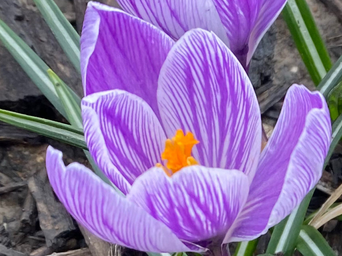 Crocus Bulbs – Early Spring Bloom Mix-6 Pack