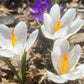 Crocus Bulbs – Early Spring Bloom Mix-6 Pack