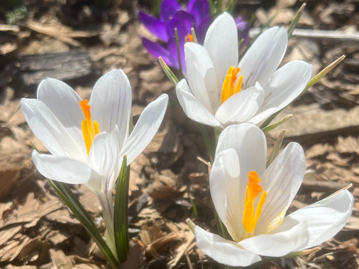 Crocus Bulbs – Early Spring Bloom Mix-6 Pack