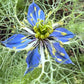 Love-in-a-Mist Mixed Color Seeds | Easy-Care Annual Flower