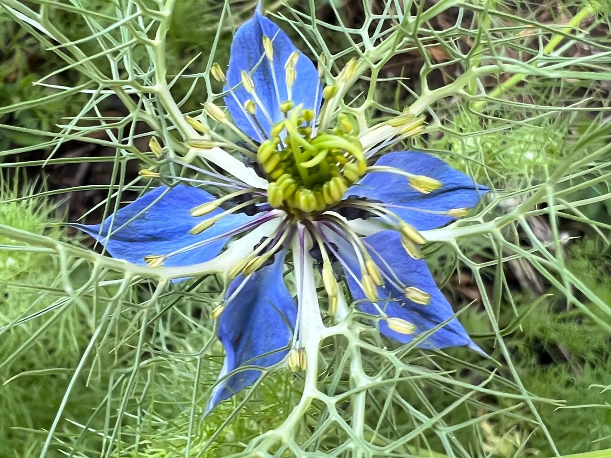 Love-in-a-Mist Mixed Color Seeds | Easy-Care Annual Flower