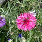 Mixed Cornflower Seeds – 50 Seeds | Bachelor’s Button | Easy-Care Garden Flower