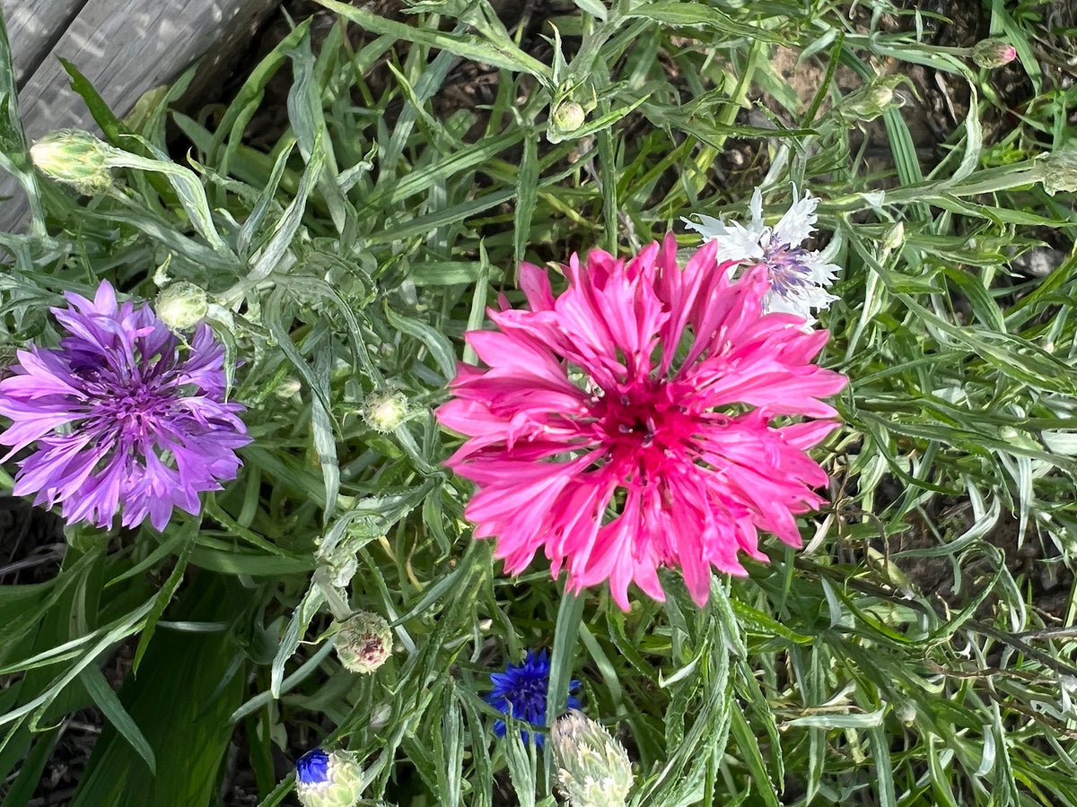 Mixed Cornflower Seeds – 50 Seeds | Bachelor’s Button | Easy-Care Garden Flower