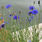 Mixed Cornflower Seeds – 50 Seeds | Bachelor’s Button | Easy-Care Garden Flower