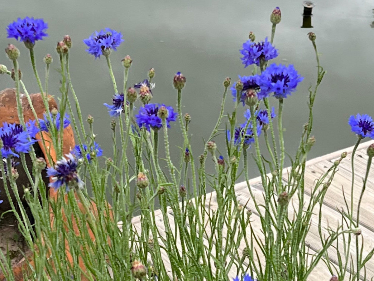 Mixed Cornflower Seeds – 50 Seeds | Bachelor’s Button | Easy-Care Garden Flower