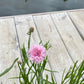 Mixed Cornflower Seeds – 50 Seeds | Bachelor’s Button | Easy-Care Garden Flower