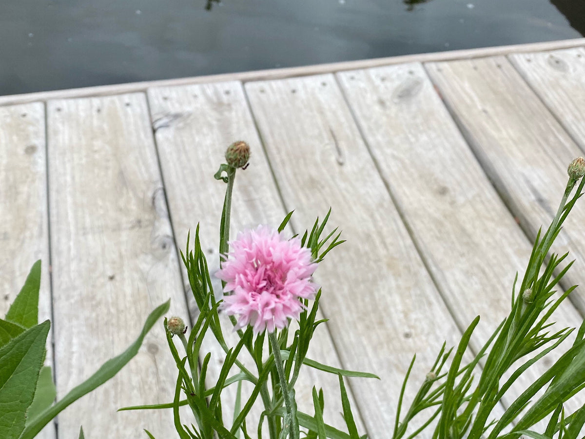 Mixed Cornflower Seeds – 50 Seeds | Bachelor’s Button | Easy-Care Garden Flower